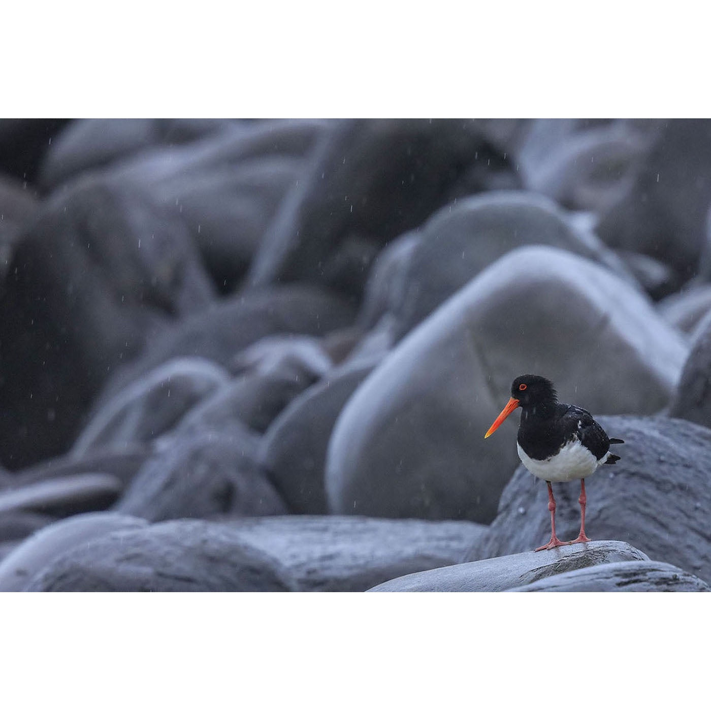 Rob Blakers - Pied Oystercatcher