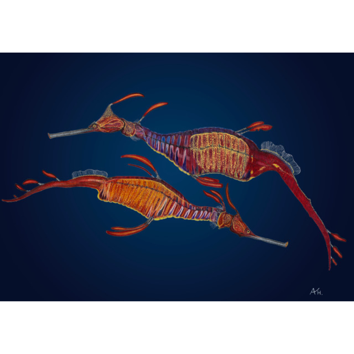 Andy Hoggins - Art Print - Weedy Sea Dragon Pair