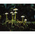Peter Dombrovskis - Rainforest fungi, Franklin-Gordon Wild Rivers National Park
