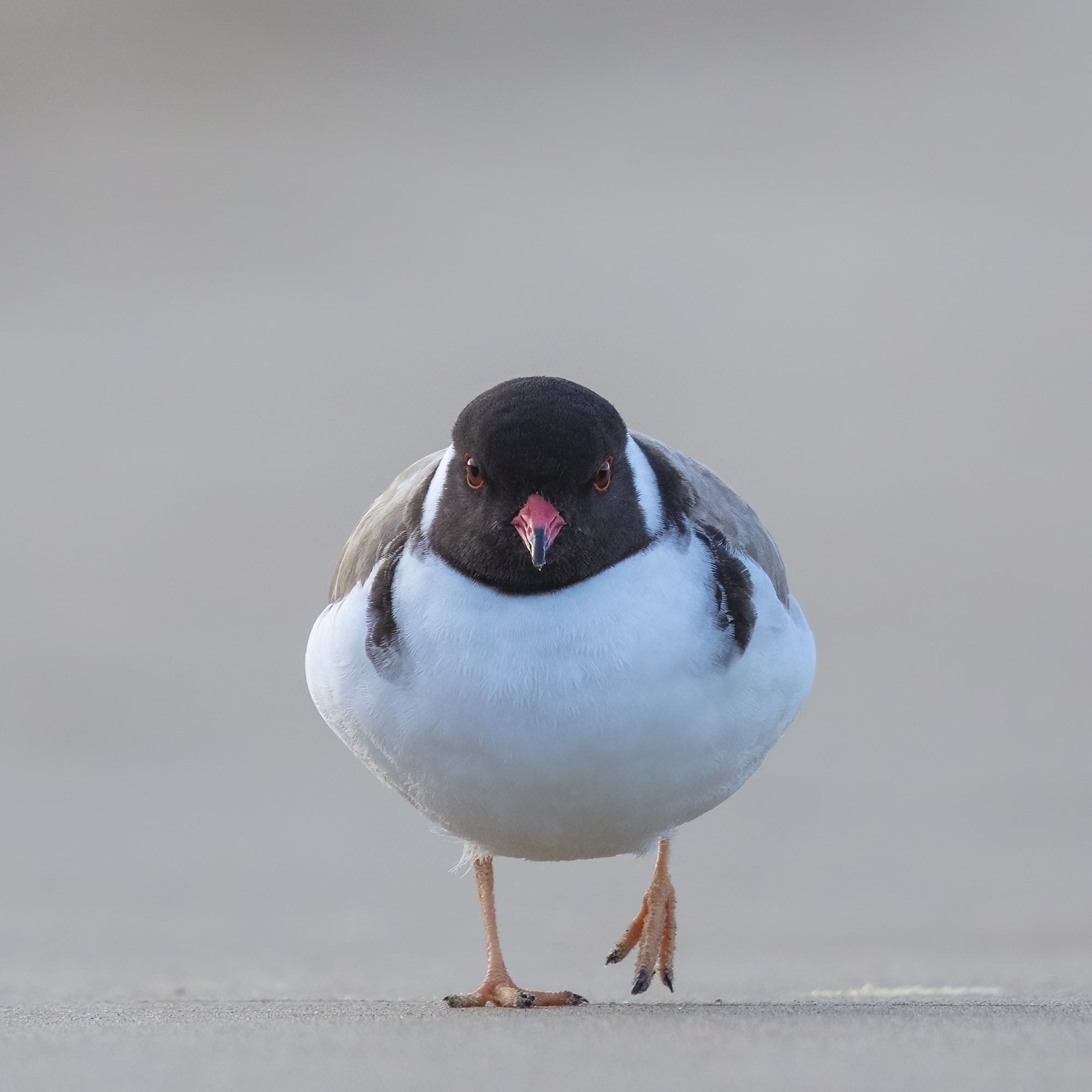 Rob Blakers - Hooded Plover, Marion Bay