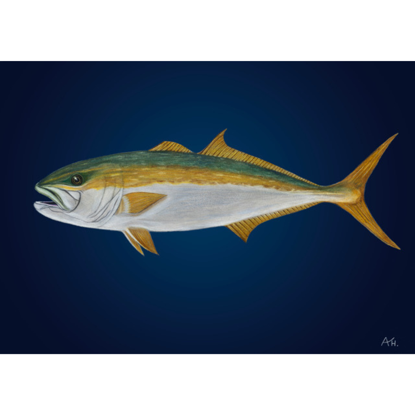 Andy Hoggins - Art Print - Fish