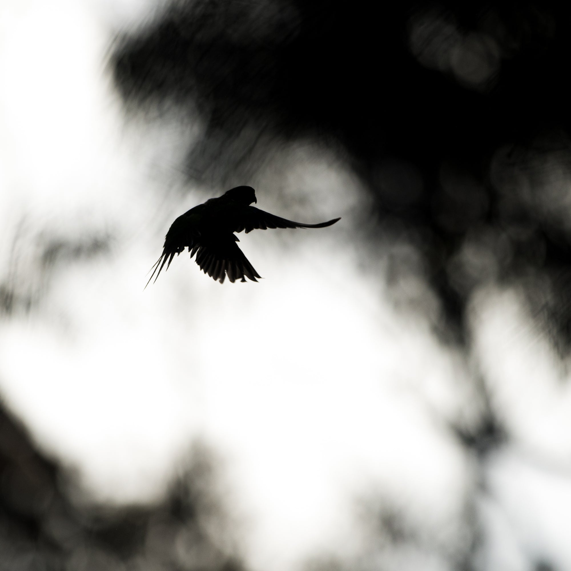 Antoine Chretien - Before dusk, time to fly away.