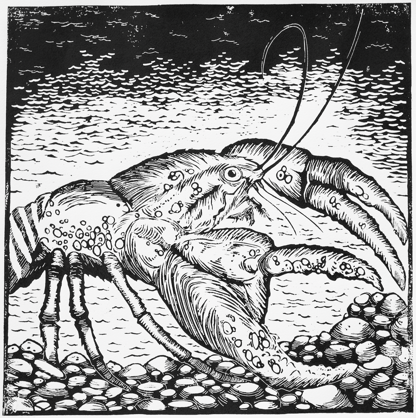 Alex White - Freshwater Crayfish