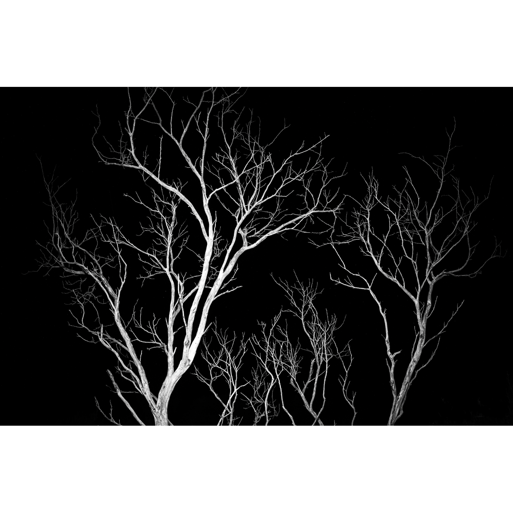 Nick Green - Tree Veins