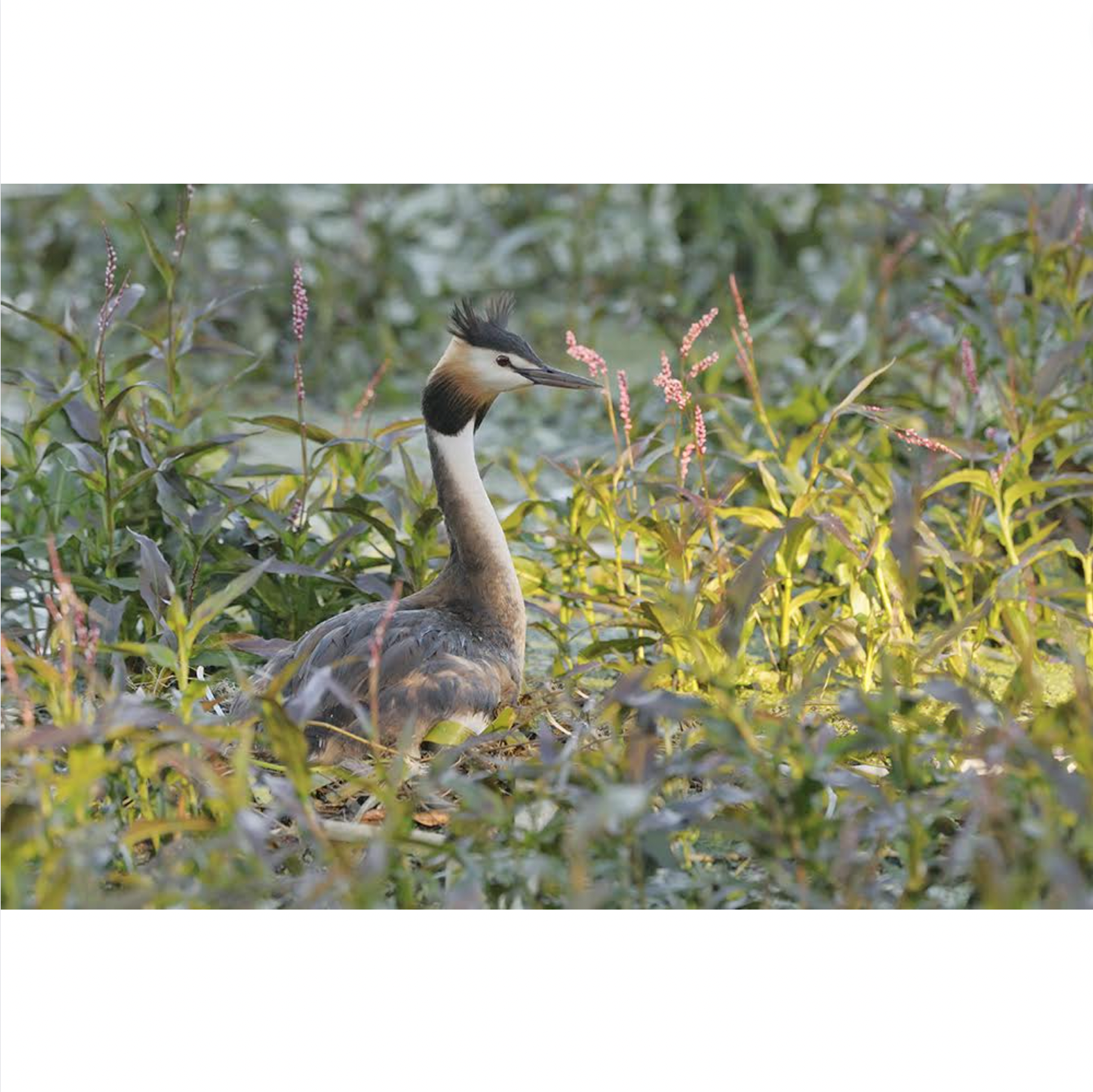 Dave Watts - Great-crested Grebe, Podiceps cristatus