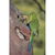 Dave Watts - Orange-bellied Parrot Nest, Neophema chrysogaster
