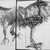 Lou-anne Barker - Wedge-tail eagle II