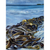Averill Lawler - Tangle, Bull Kelp, Pirates Bay