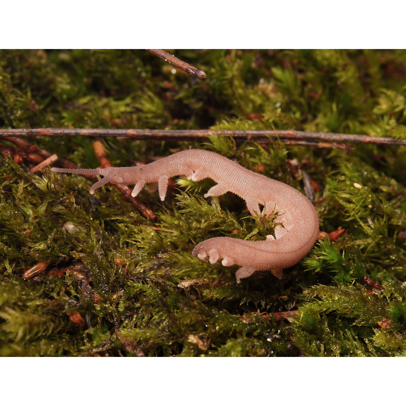 Bruno Bell - Tasmanipatus barretti (Giant Velvet Worm)