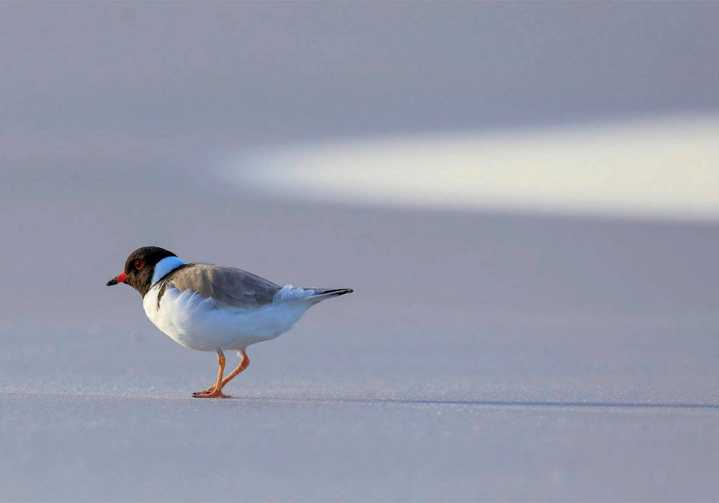 wild tasmania calendar 