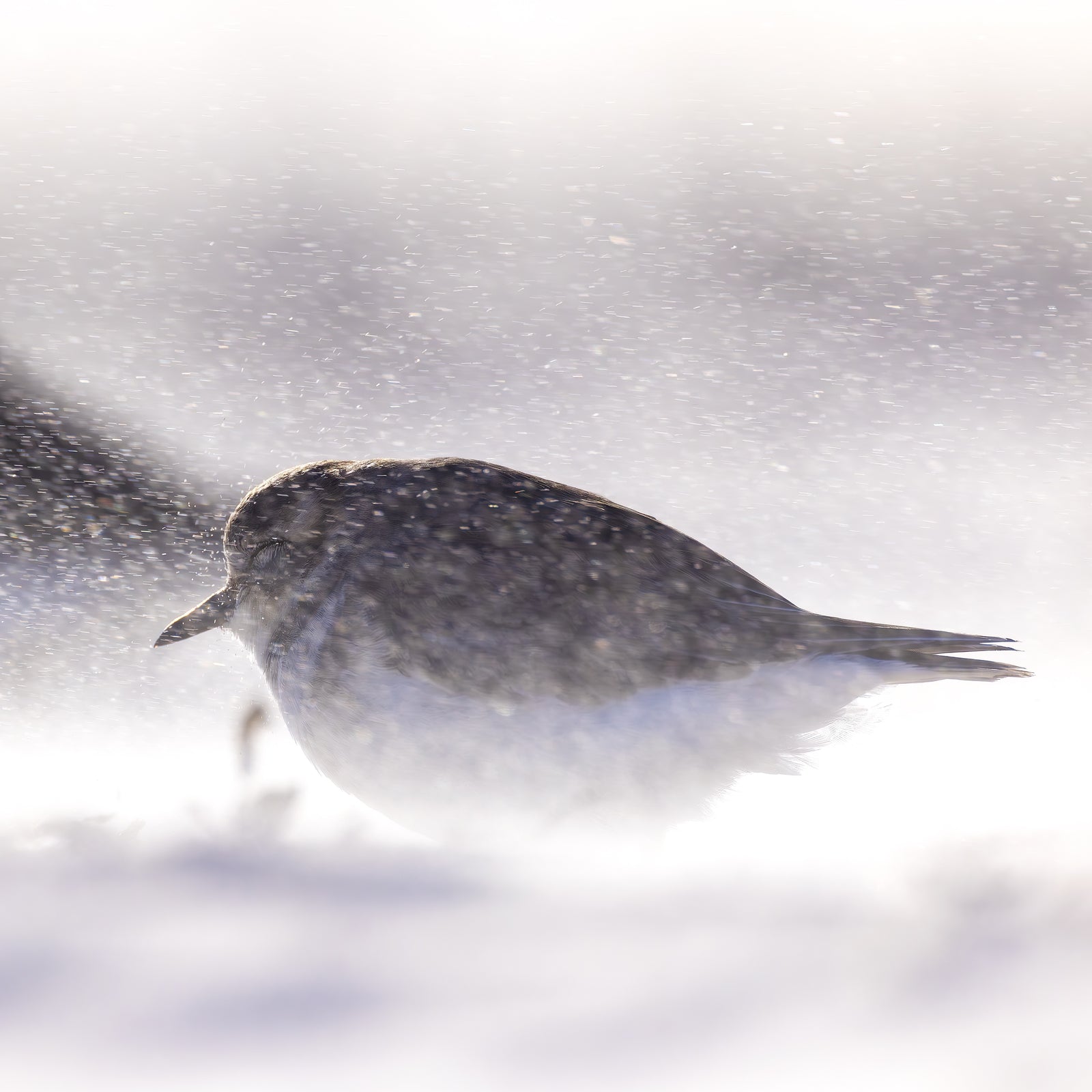 Rob Blakers - Pilitika / Robbins Island - Double-banded Plover 1
