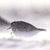 Rob Blakers - Pilitika / Robbins Island - Double-banded Plover 1