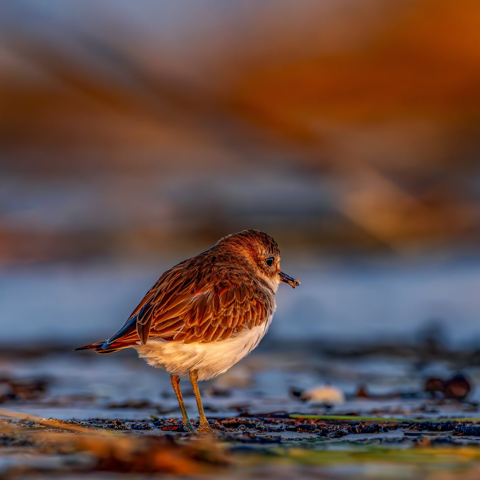 Rob Blakers - Pilitika / Robbins Island - Double-banded Plover 3