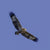 Rob Blakers - Pilitika / Robbins Island - Wedge-tailed eagle