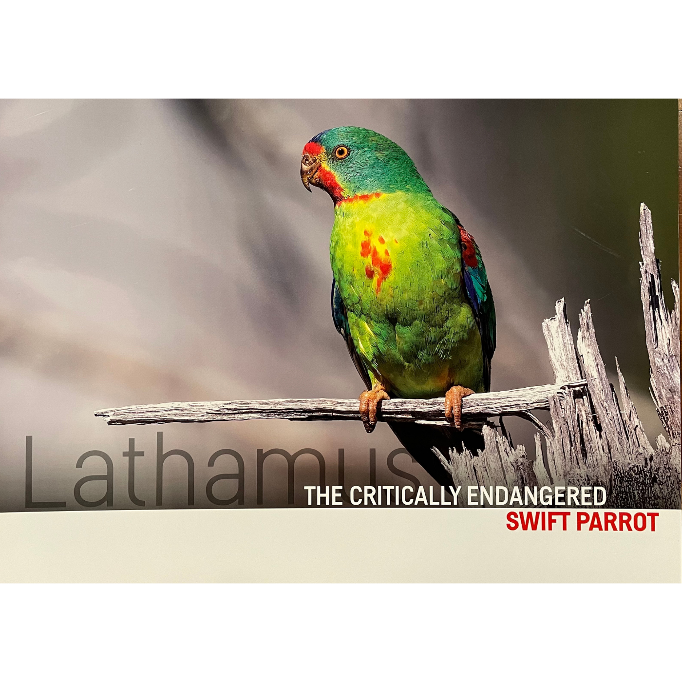 Lathamus - The Critically Endangered Swift Parrot