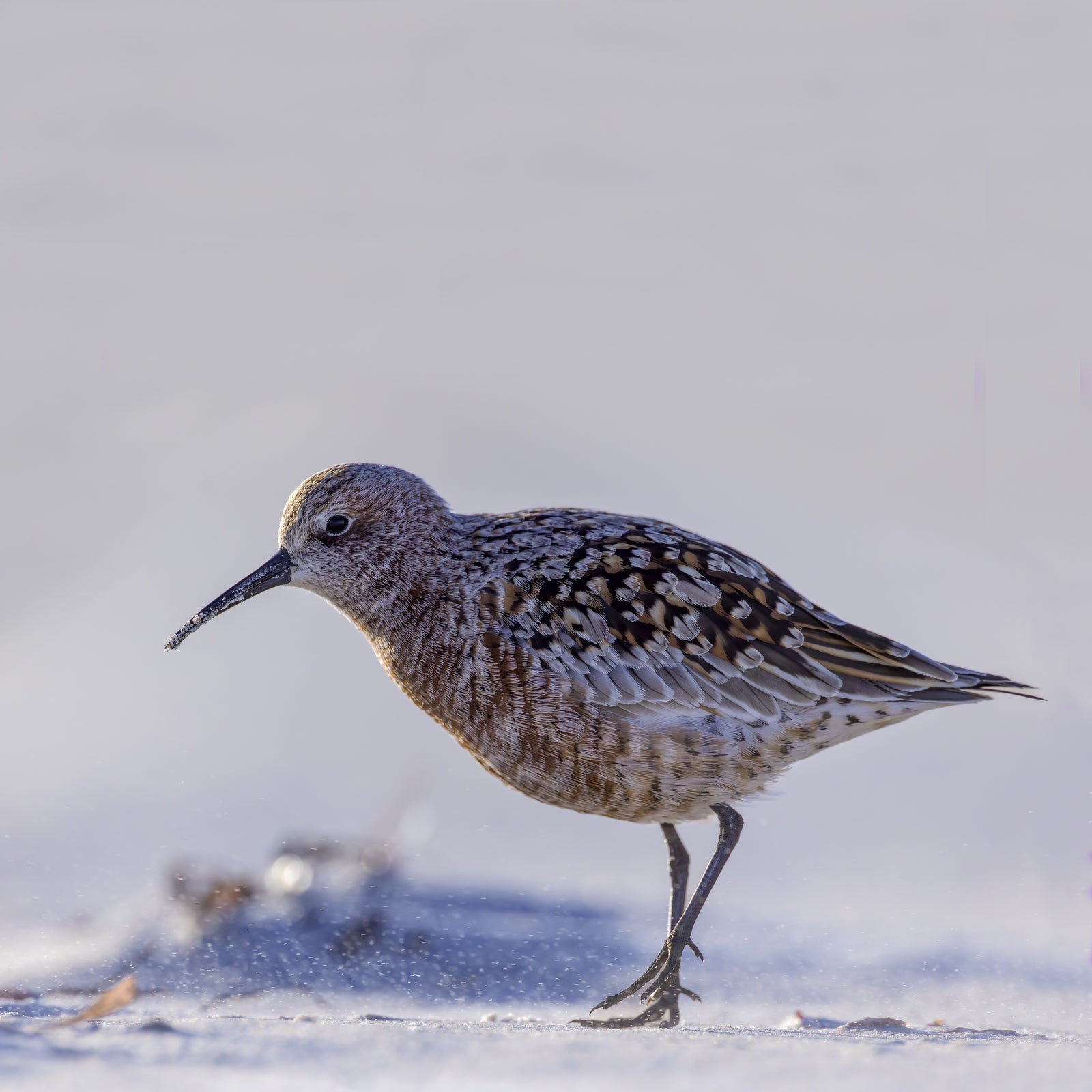 Rob Blakers - Pilitika / Robbins Island - Curlew Sandpiper