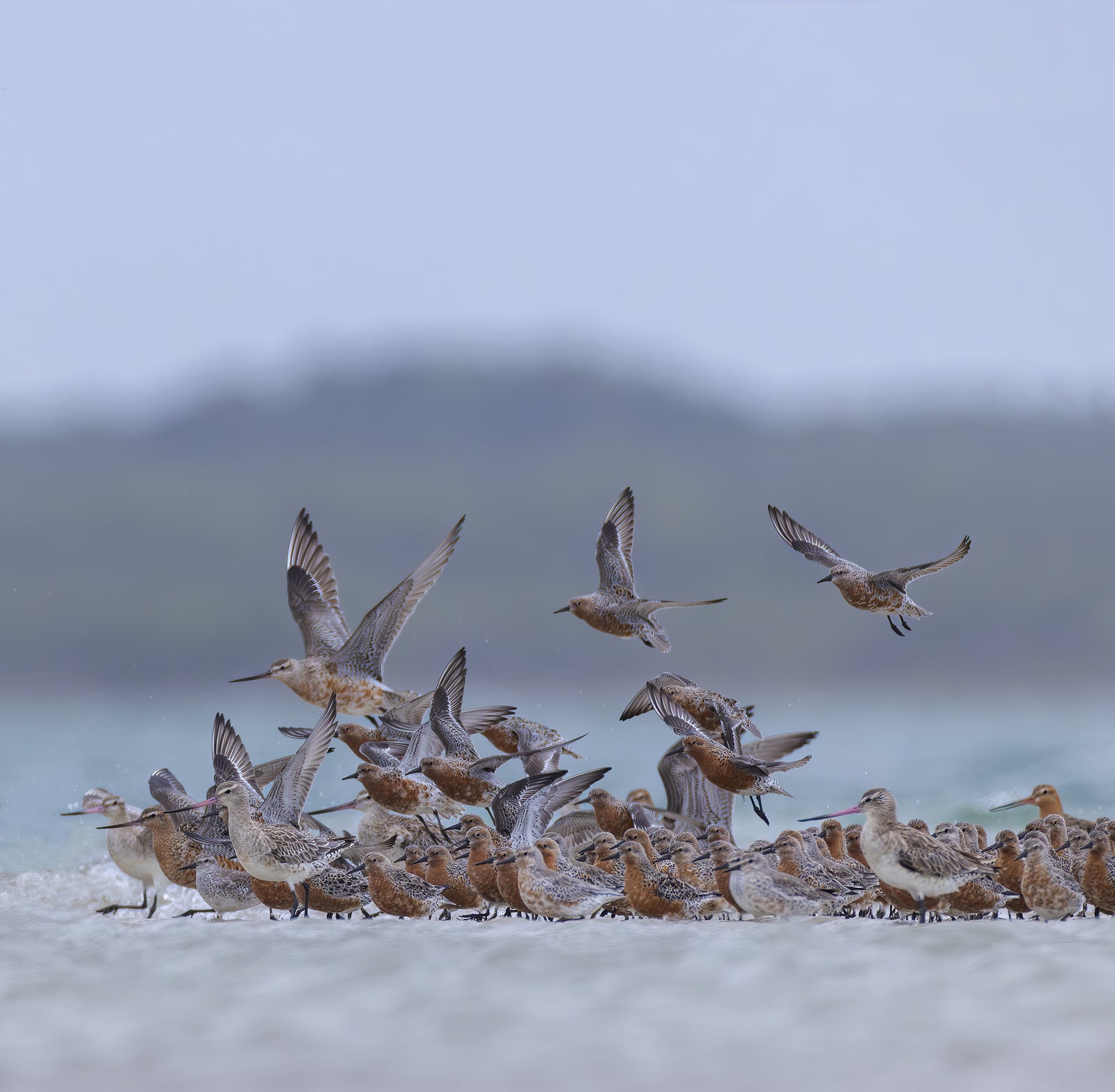 Rob Blakers - Pilitika / Robbins Island - Bar-tailed Godwits and Red Knots