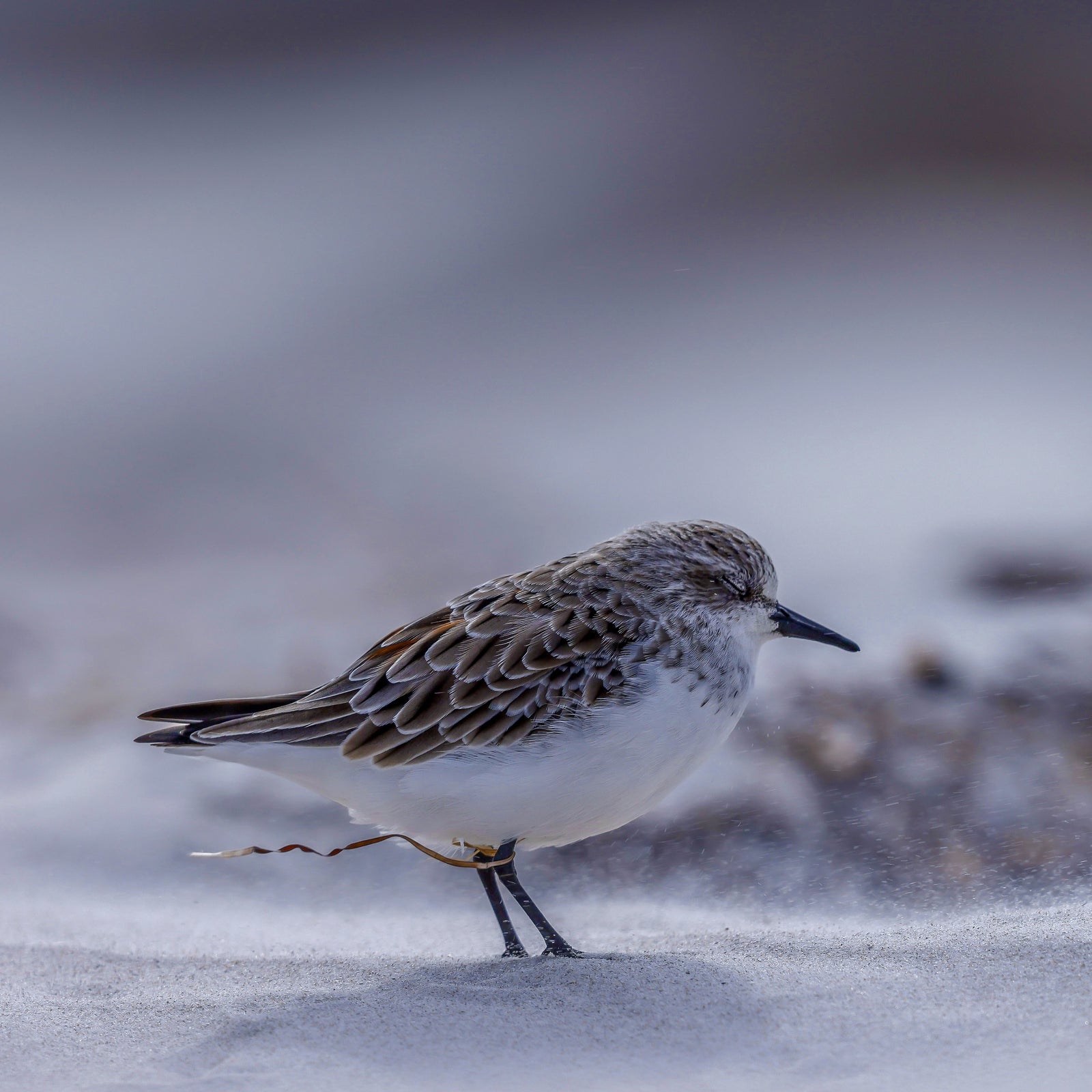 Rob Blakers - Pilitika / Robbins Island - Red-necked stint
