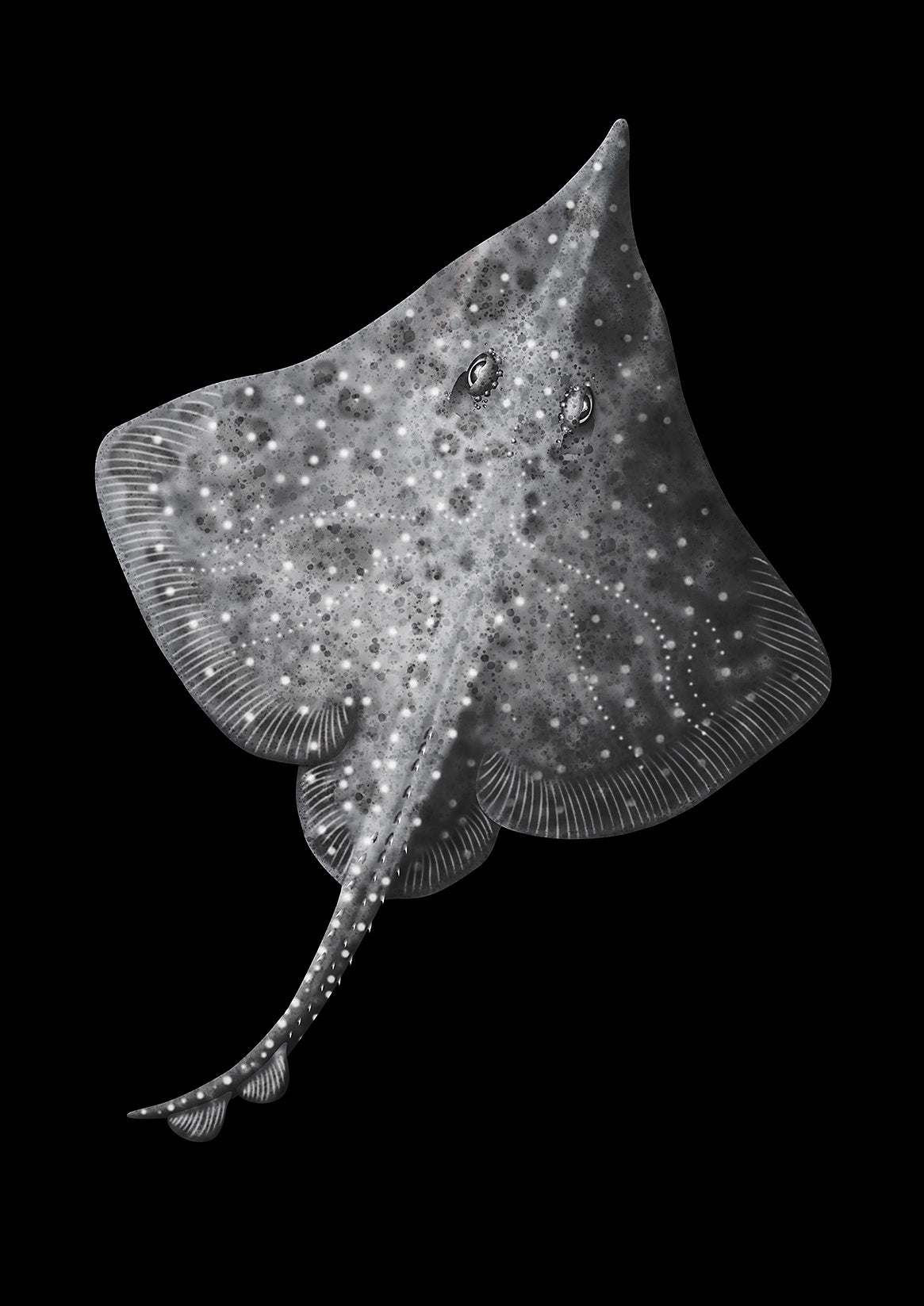 Rebecca Robinson - Art Print - Maugean Skate