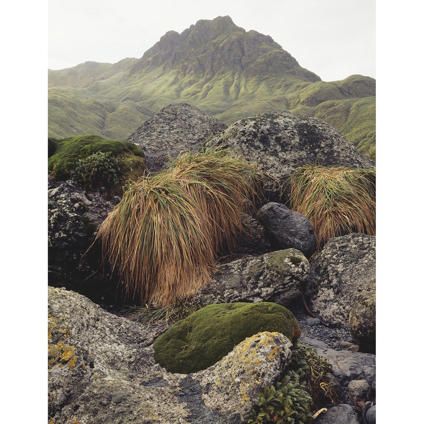 Peter Dombrovskis - Macquarie Island