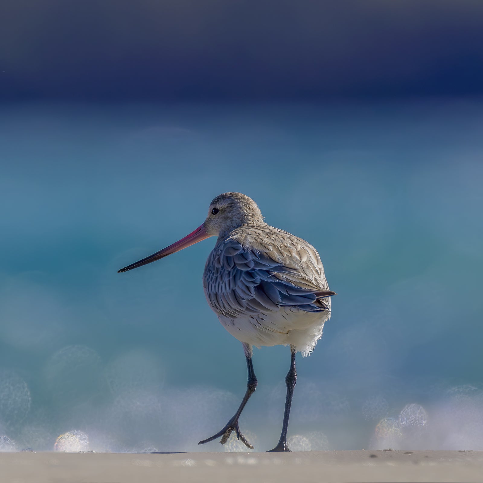 Rob Blakers - Pilitika / Robbins Island - Bar-tailed Godwit