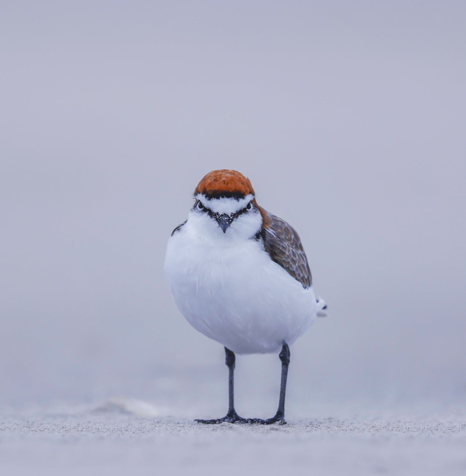 Rob Blakers - Pilitika / Robbins Island - Red-capped Plover 1