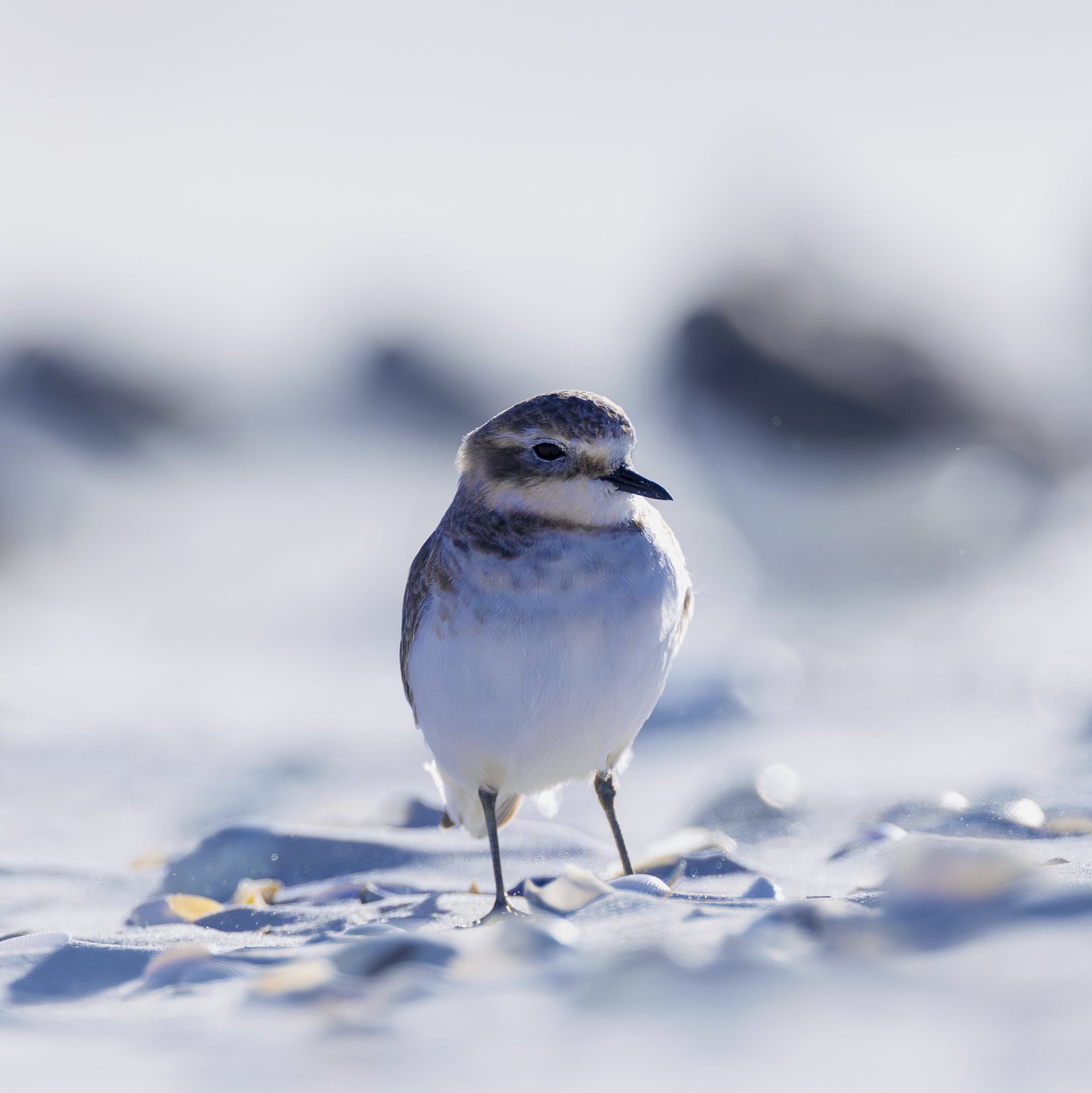 Rob Blakers - Pilitika / Robbins Island - Double-banded Plover 2