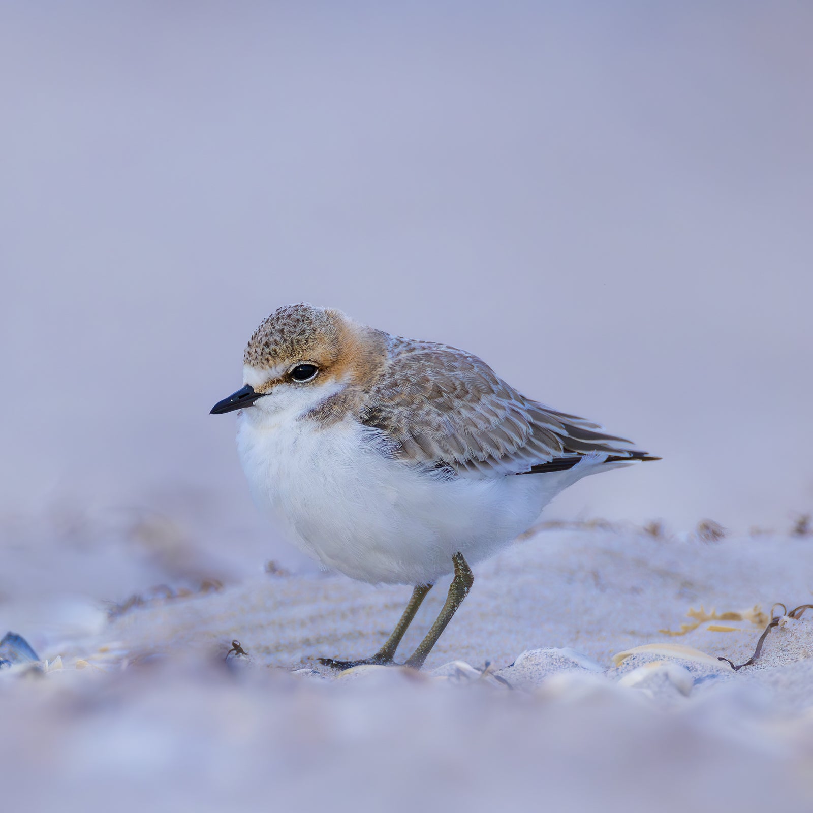 Rob Blakers - Pilitika / Robbins Island - Red-capped Plover 2