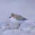 Rob Blakers - Pilitika / Robbins Island - Red-capped Plover 2
