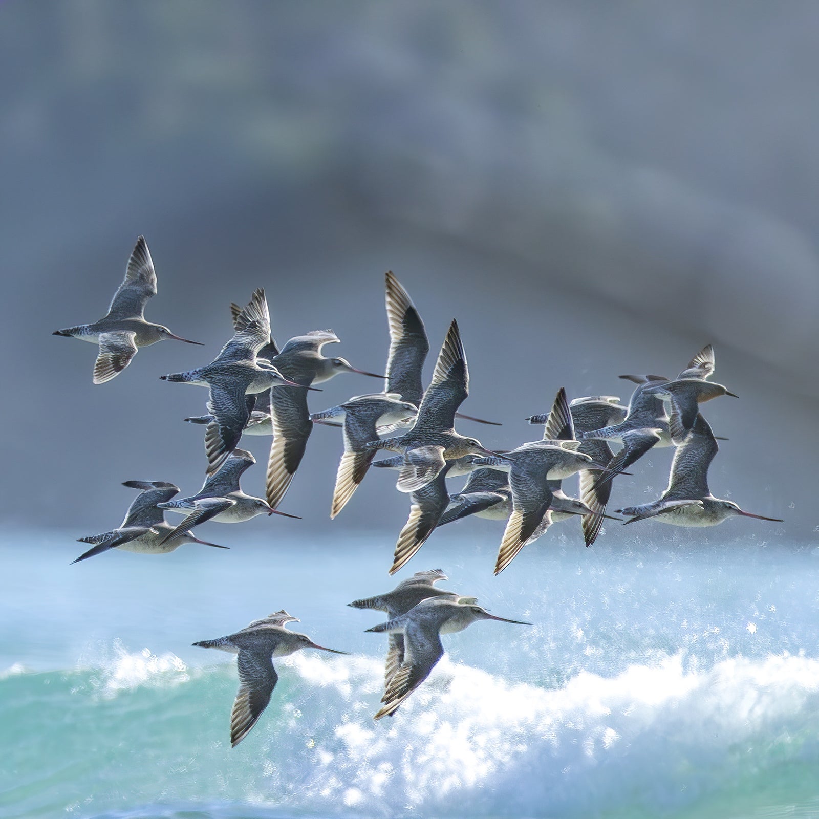 Rob Blakers - Pilitika / Robbins Island - Bar-tailed Godwits in flight