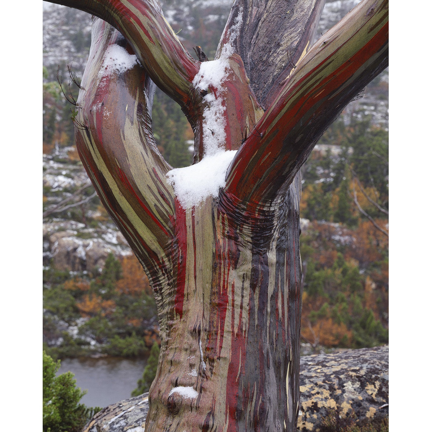 Peter Dombrovskis - Snowgum on the Labyrinth