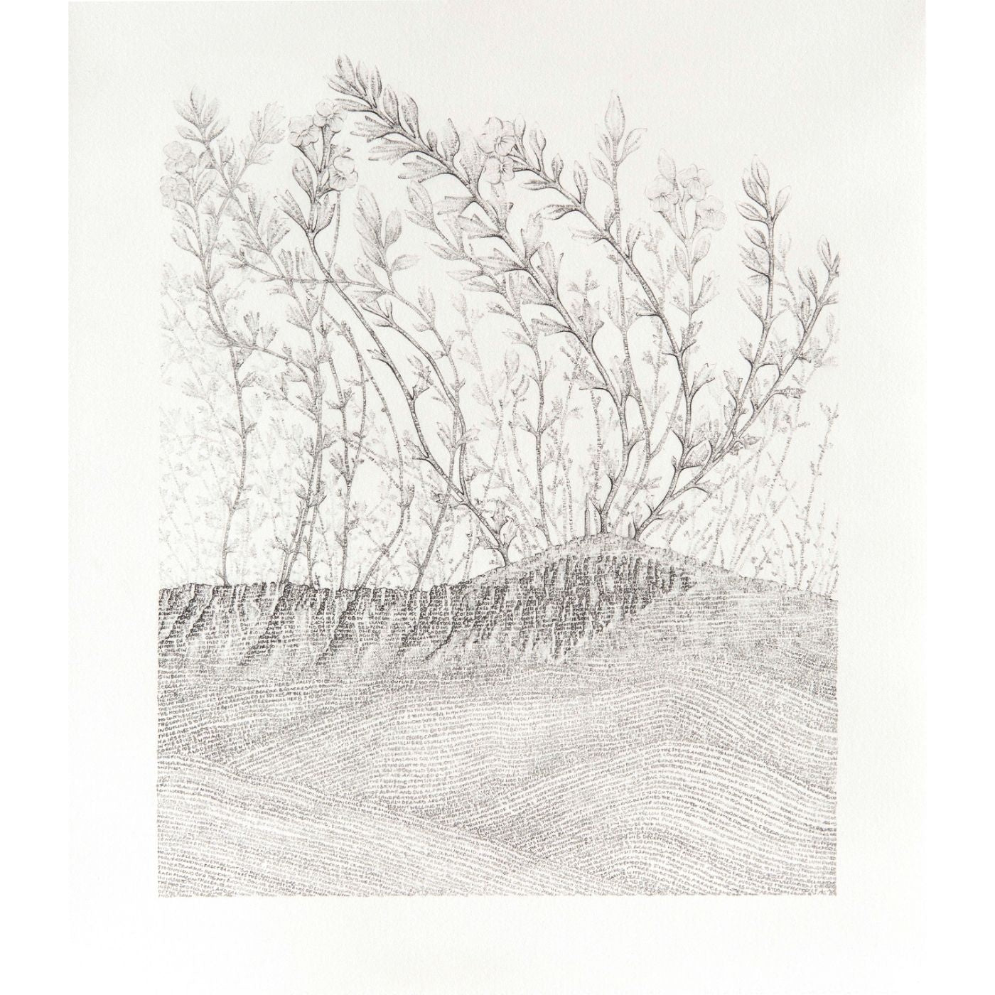 Amanda Walker - Threatened: Mount Wellington Eyebright