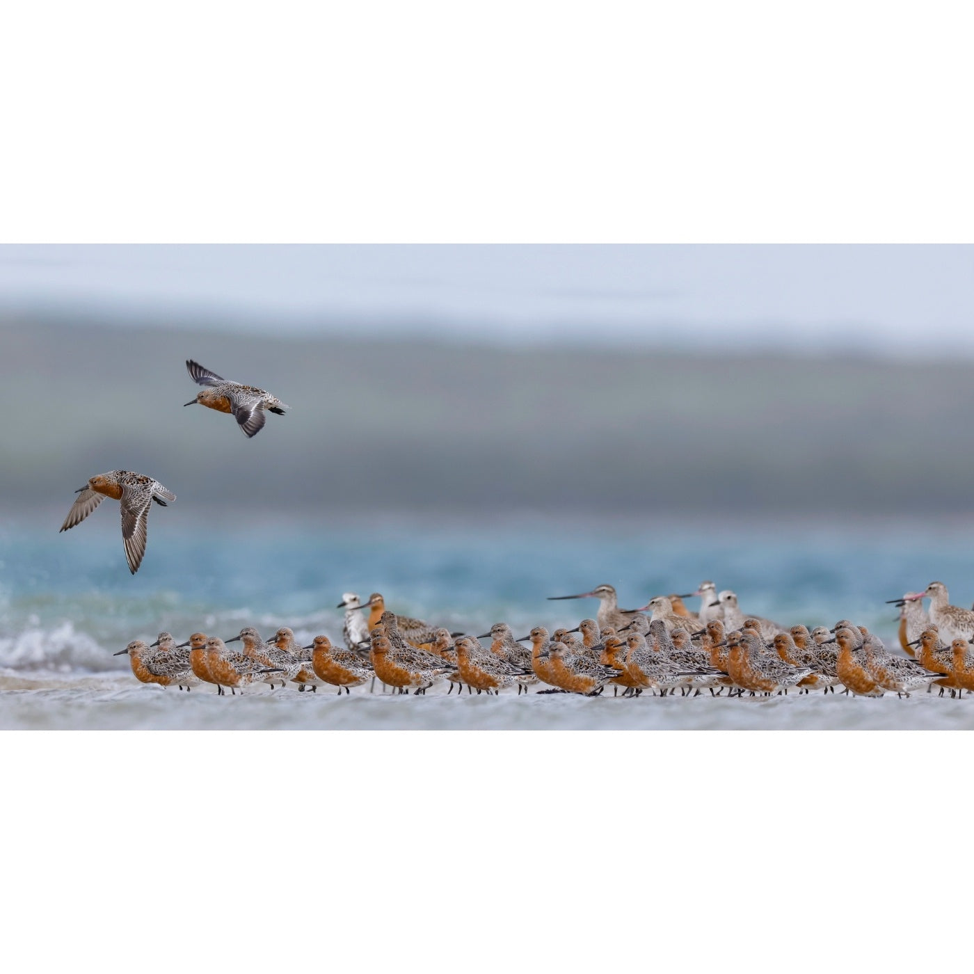 Rob Blakers - Pilitika / Robbins Island - Red knots, Bar-tailed Godwits and two Grey Plovers