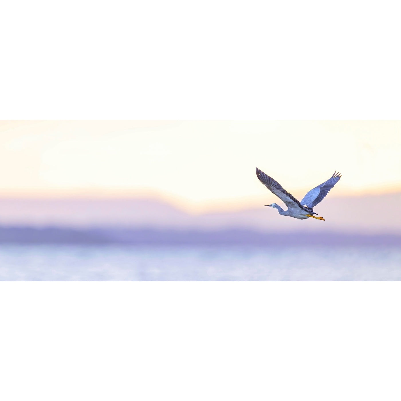 Rob Blakers - Pilitika / Robbins Island - White-faced heron