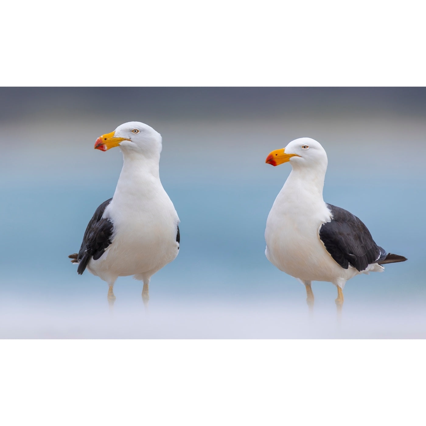 Rob Blakers - Pilitika / Robbins Island - Pacific gulls