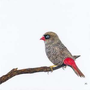 Andy Hoggins - A Fleeting Glimpse Fine Art Prints