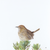 Andy Hoggins - A Fleeting Glimpse Fine Art Prints