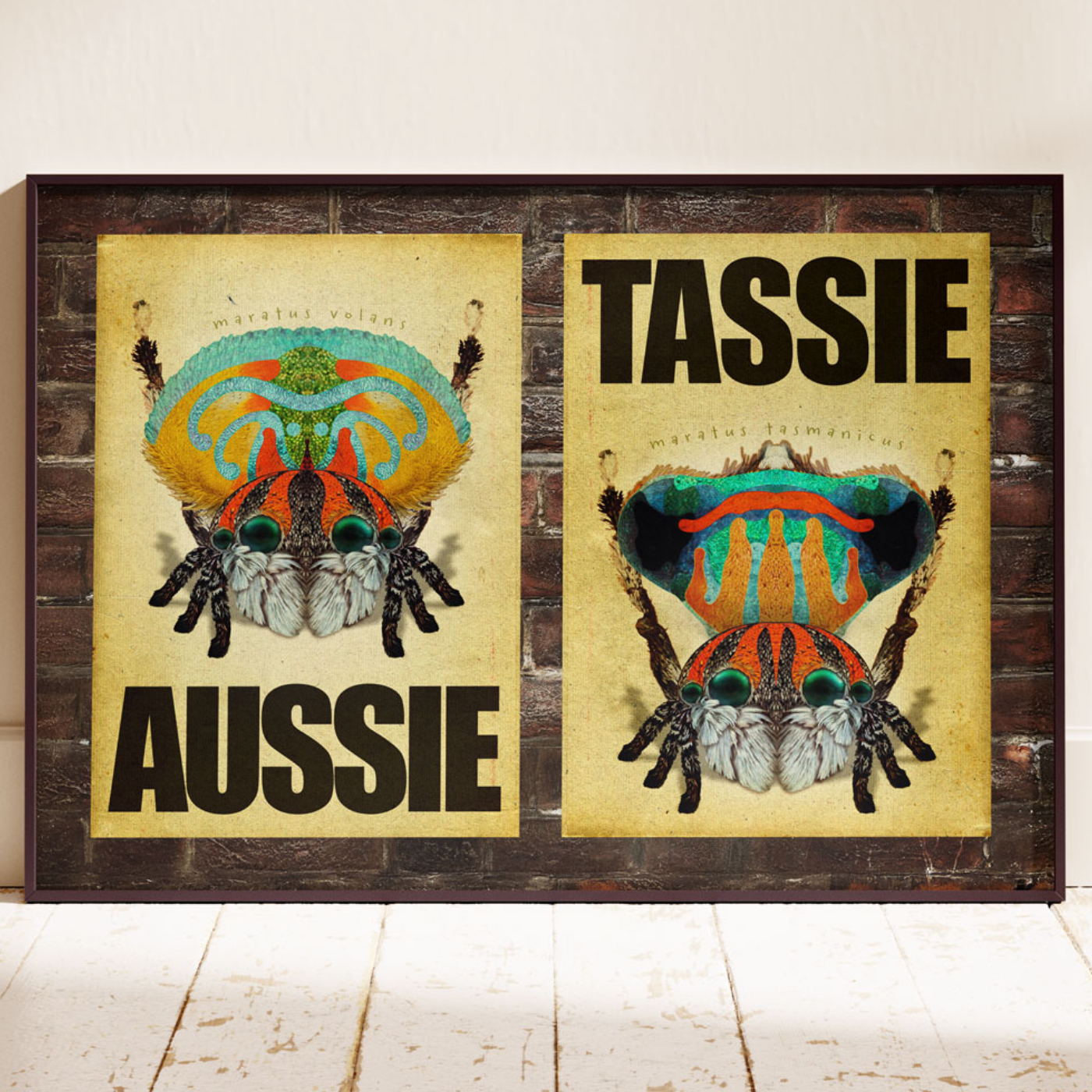 Lek Projects - Art Print - Peacock Spider Aussie, Tassie