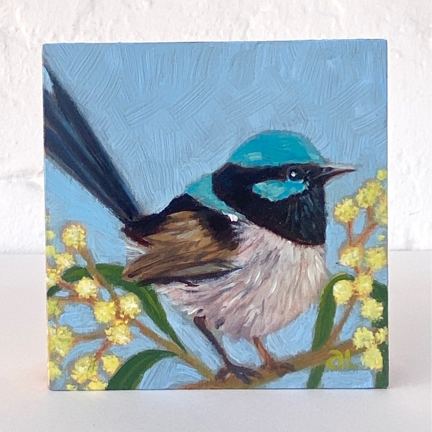 Averill Lawler - Superb Fairy Wren in Golden Wattle (acacia pyenantha)
