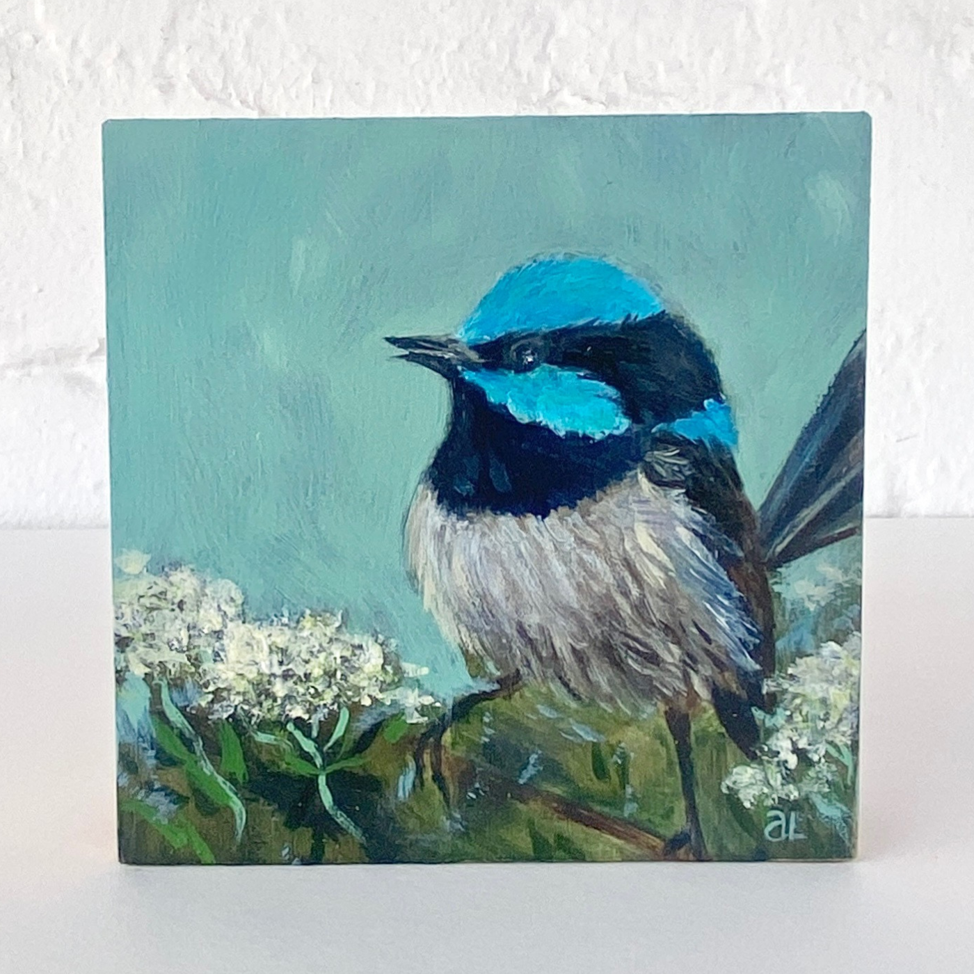 Averill Lawler - Superb Fairy Wren with veined Everlasting Bush (Ozothamnus Retuculatum)