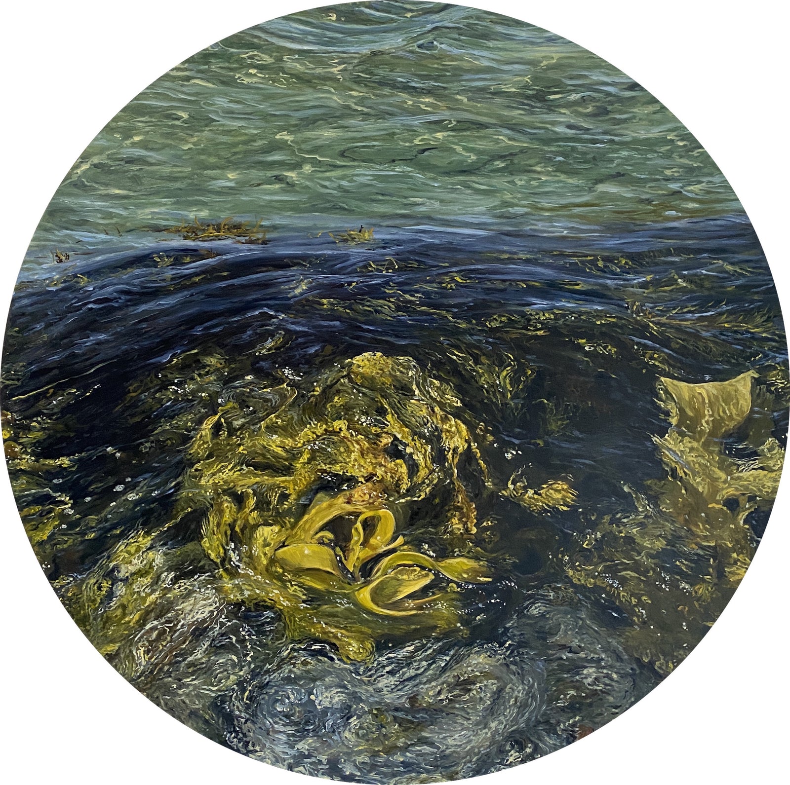 Averill Lawler - Intertidal Kelp Galaxy