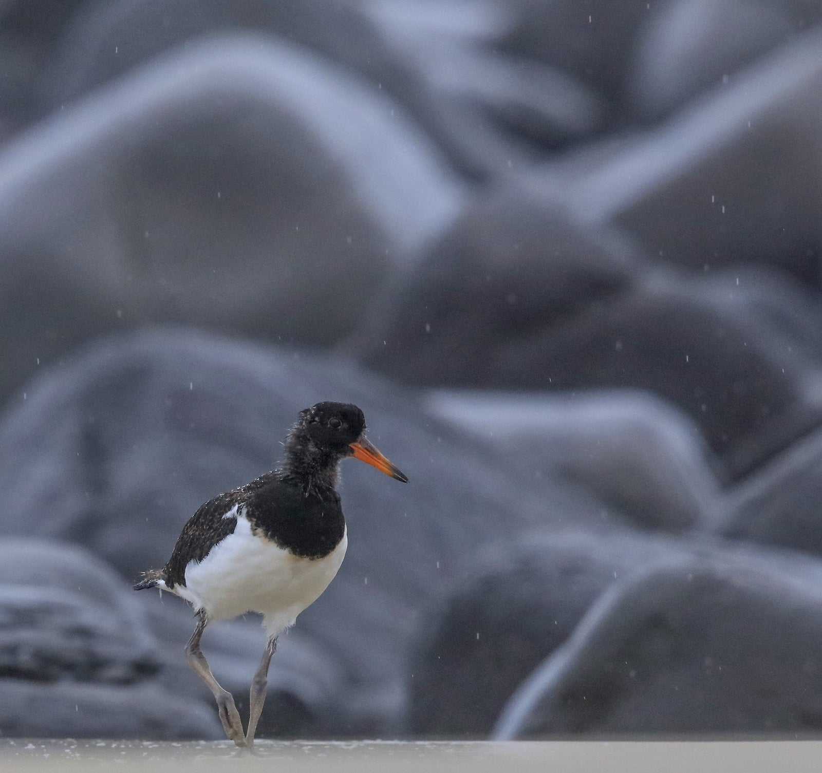 Rob Blakers - Juvenile Oyster Catcher