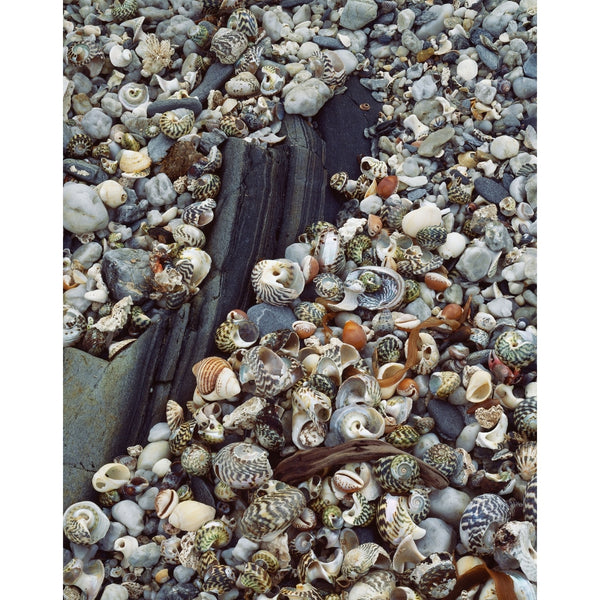 Peter Dombrovskis - Beach Detail with Shells, Louisa Bay, Southwest Na ...