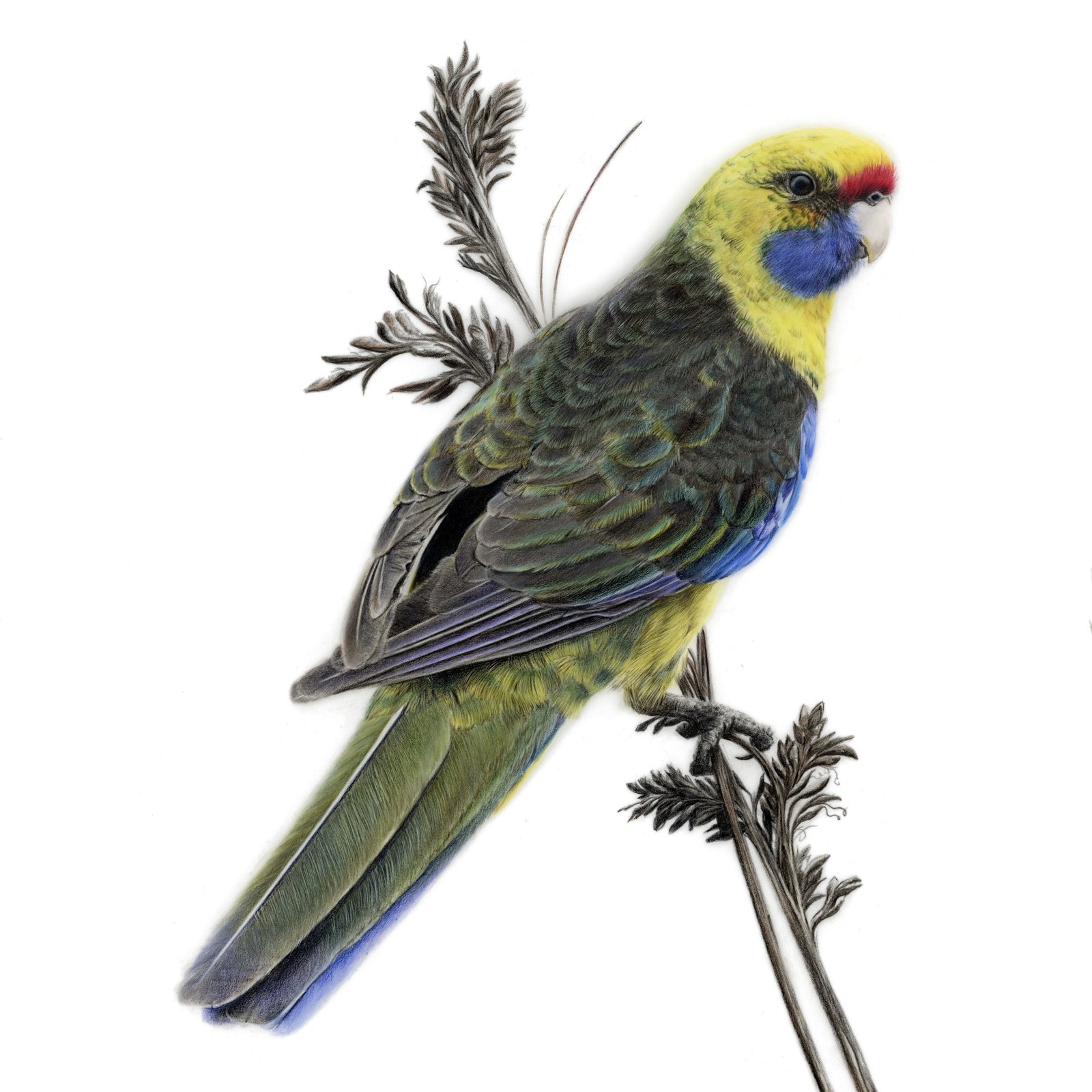 Rachel Harris - Green rosella (King Island subspecies, Platycercus caledonicus brownii)