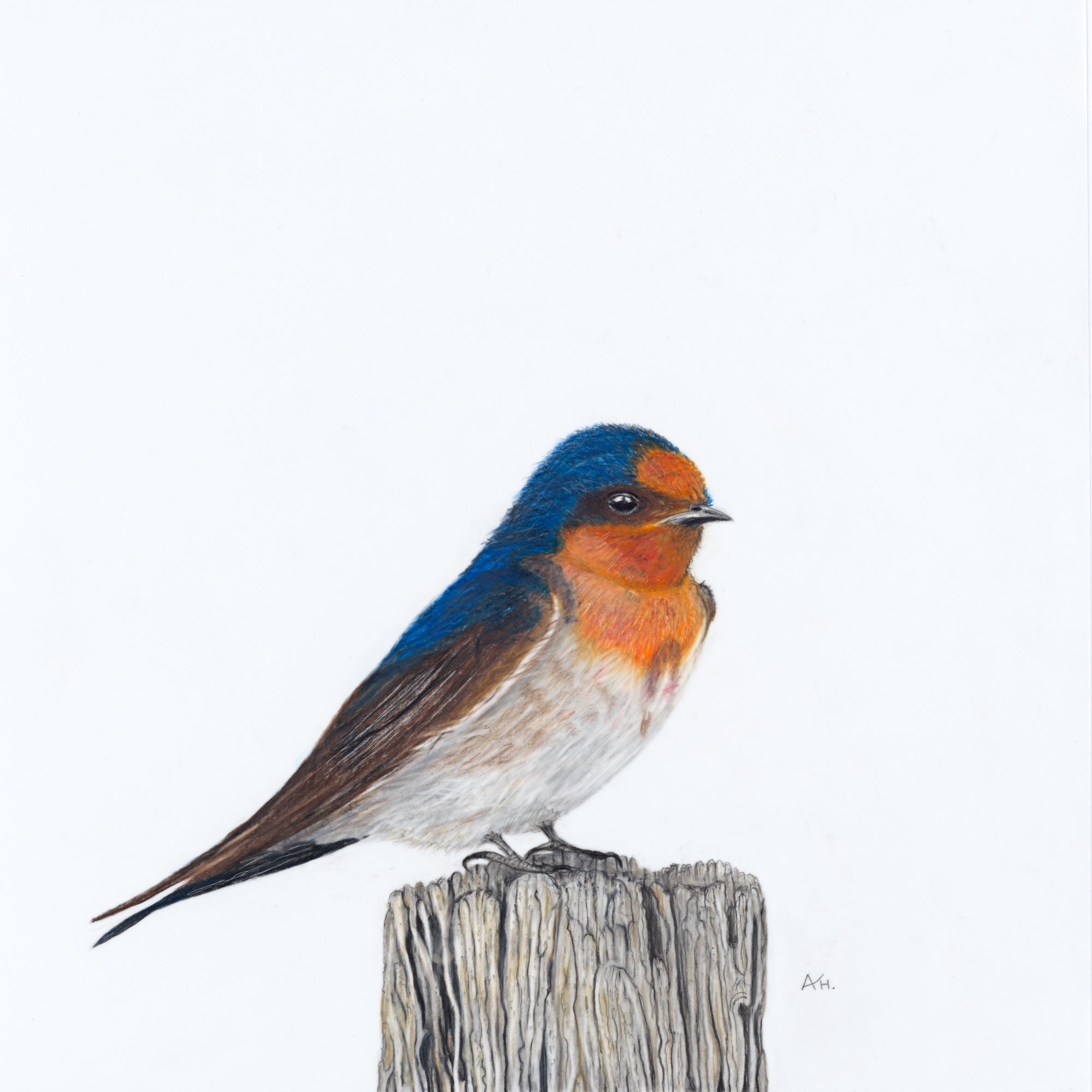 Andy Hoggins - Tasmanian Swallow - A Victorious Moment