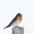 Andy Hoggins - A Fleeting Glimpse Fine Art Prints