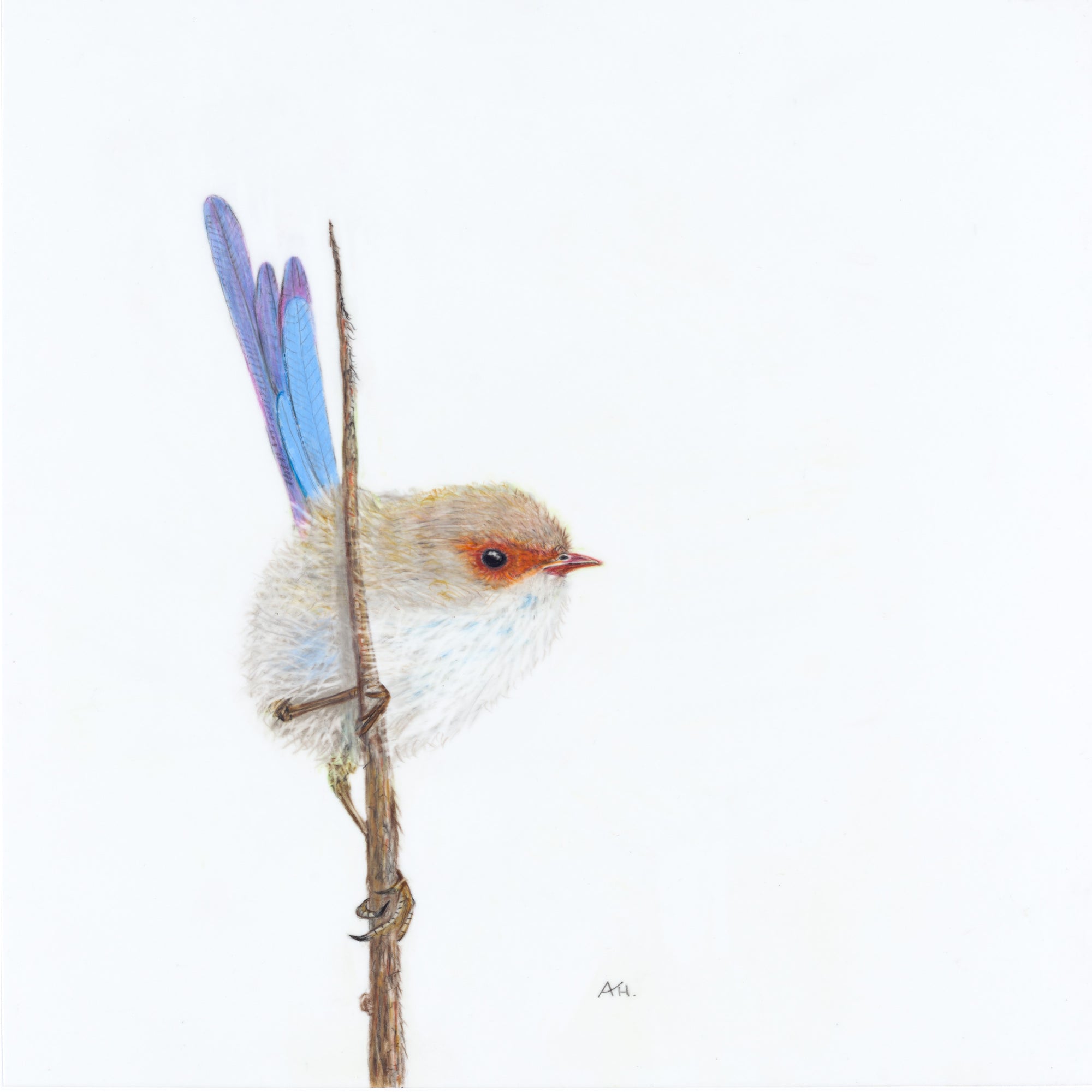 Andy Hoggins - Superb Fairy Wren, Male - Promiscuity