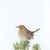 Andy Hoggins - Striated Field Wren - Out of Sight, Out of Mind