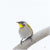 Andy Hoggins - Yellow Throated Honeyeater - Appreciation of Peace