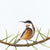 Andy Hoggins - Eastern Spinebill - Friend of Lewis